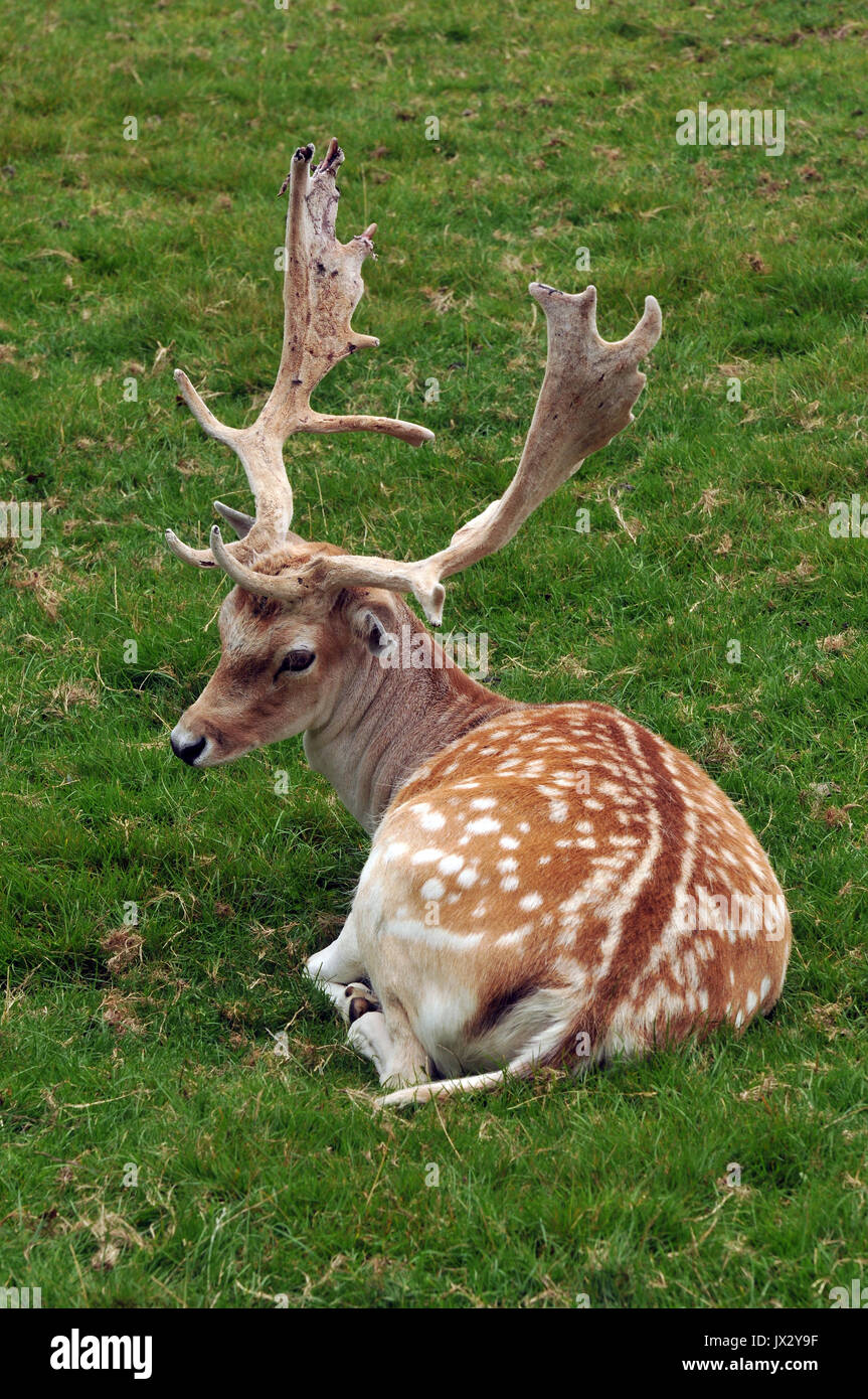 Una mandria di singoli esemplari di daini a Prideaux Place a Padstow Cornwall Deer Park allevamento Selvaggina la carne di cervo di maggese mandria stag buck caprioli agricoltori est Foto Stock