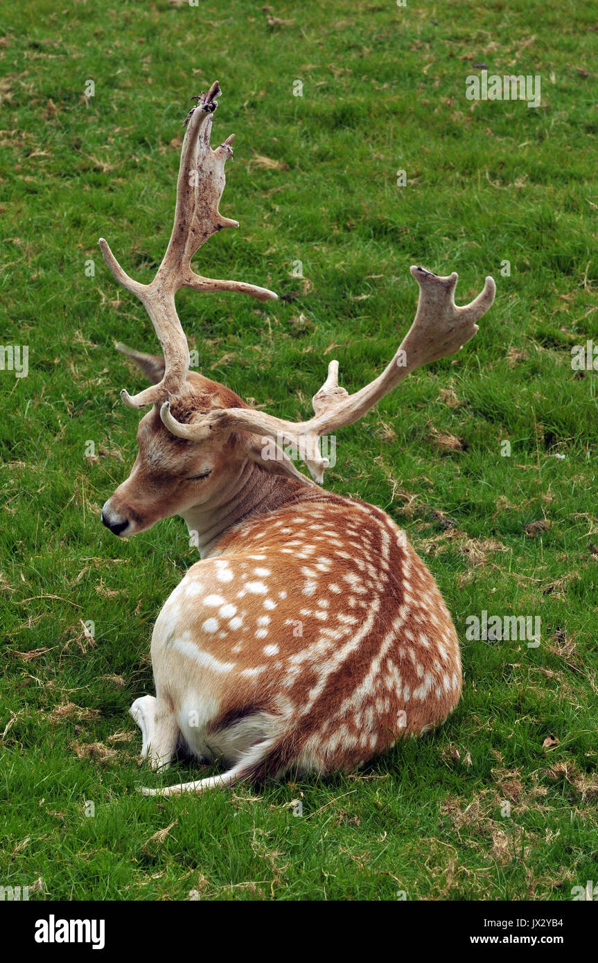 Una mandria di singoli esemplari di daini a Prideaux Place a Padstow Cornwall Deer Park allevamento Selvaggina la carne di cervo di maggese mandria stag buck caprioli agricoltori est Foto Stock