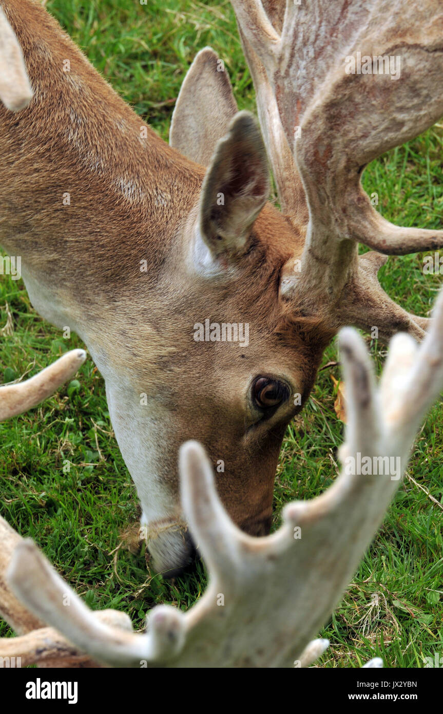 Una mandria di singoli esemplari di daini a Prideaux Place a Padstow Cornwall Deer Park allevamento Selvaggina la carne di cervo di maggese mandria stag buck caprioli agricoltori est Foto Stock