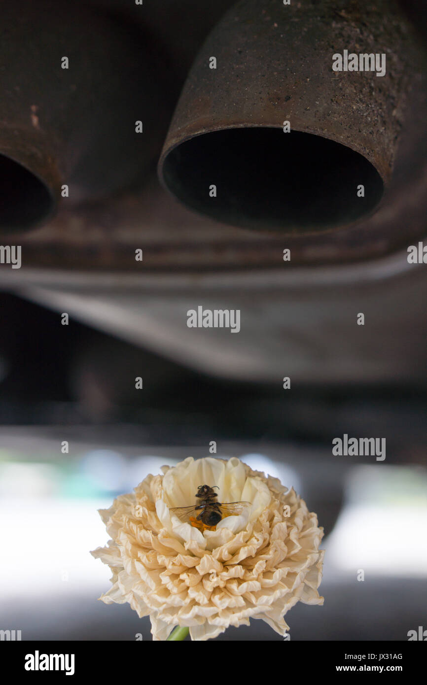 Non è sottile e di morti e di fiori di avvizzimento diesel sotto i tubi di scarico evidenziando preoccupazioni per quanto riguarda le emissioni dei motori diesel e il danno per la fauna e la flora. Foto Stock