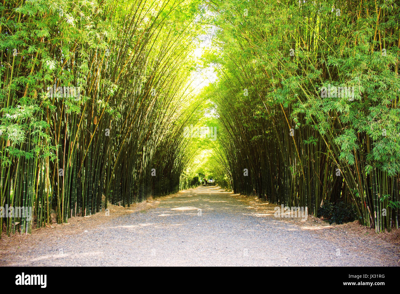 Giardino di bambù nel paese della Thailandia. Foto Stock