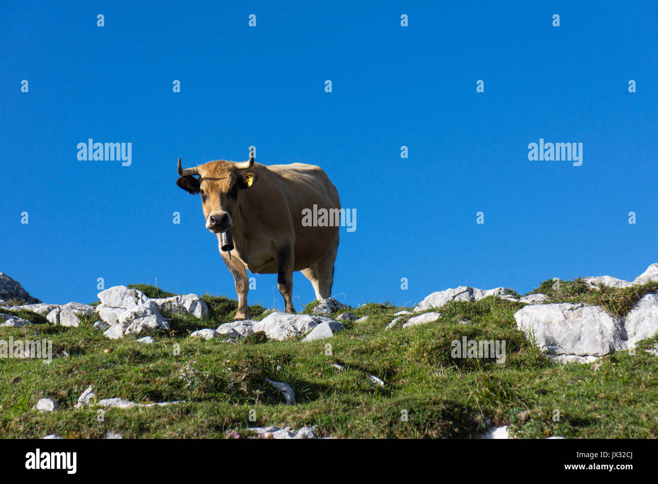 Montagna asturiana di vacca, Asturiana de la Montaña, Casina, in un alto pascolo di Picos de Europa. Foto Stock