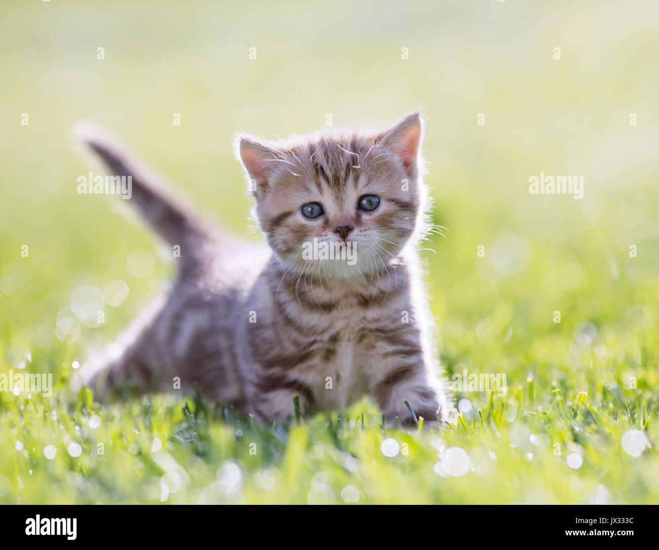 Divertente gatto giovani in piedi in erba verde Foto Stock