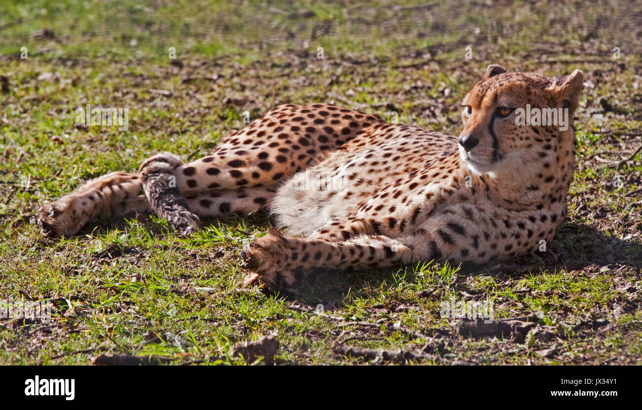 Ghepardo (acynonyx jubatus) Foto Stock