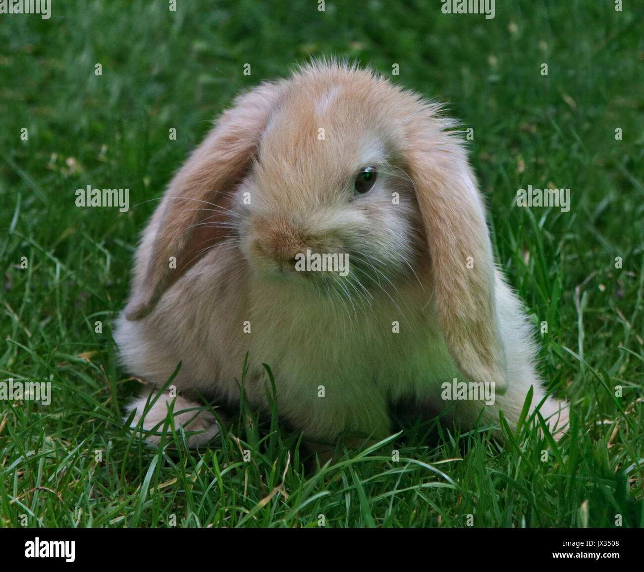 Crema Mini-Lop Harleguin coniglio Kit Doe Foto Stock