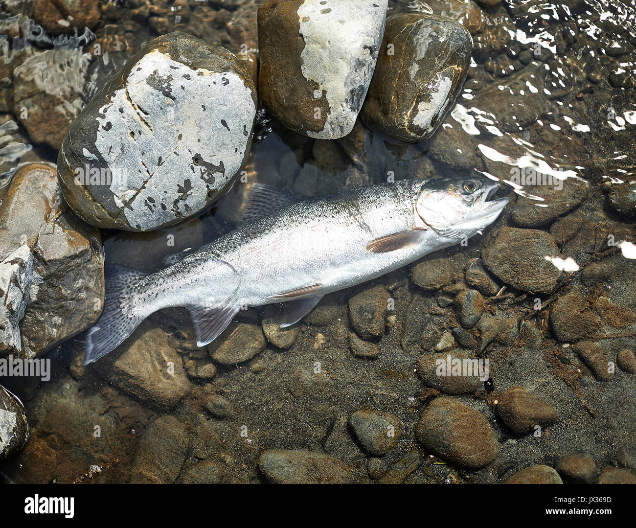 Il primo fiume Rangitikei trota arcobaleno Central North Island Foto Stock