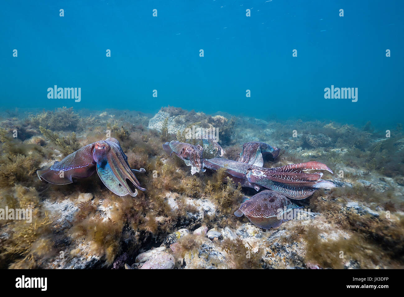 Australian seppia gigante coniugata durante l'accoppiamento annuale stagione migratoria nei pressi di Whyalla, Sud Australia. Foto Stock