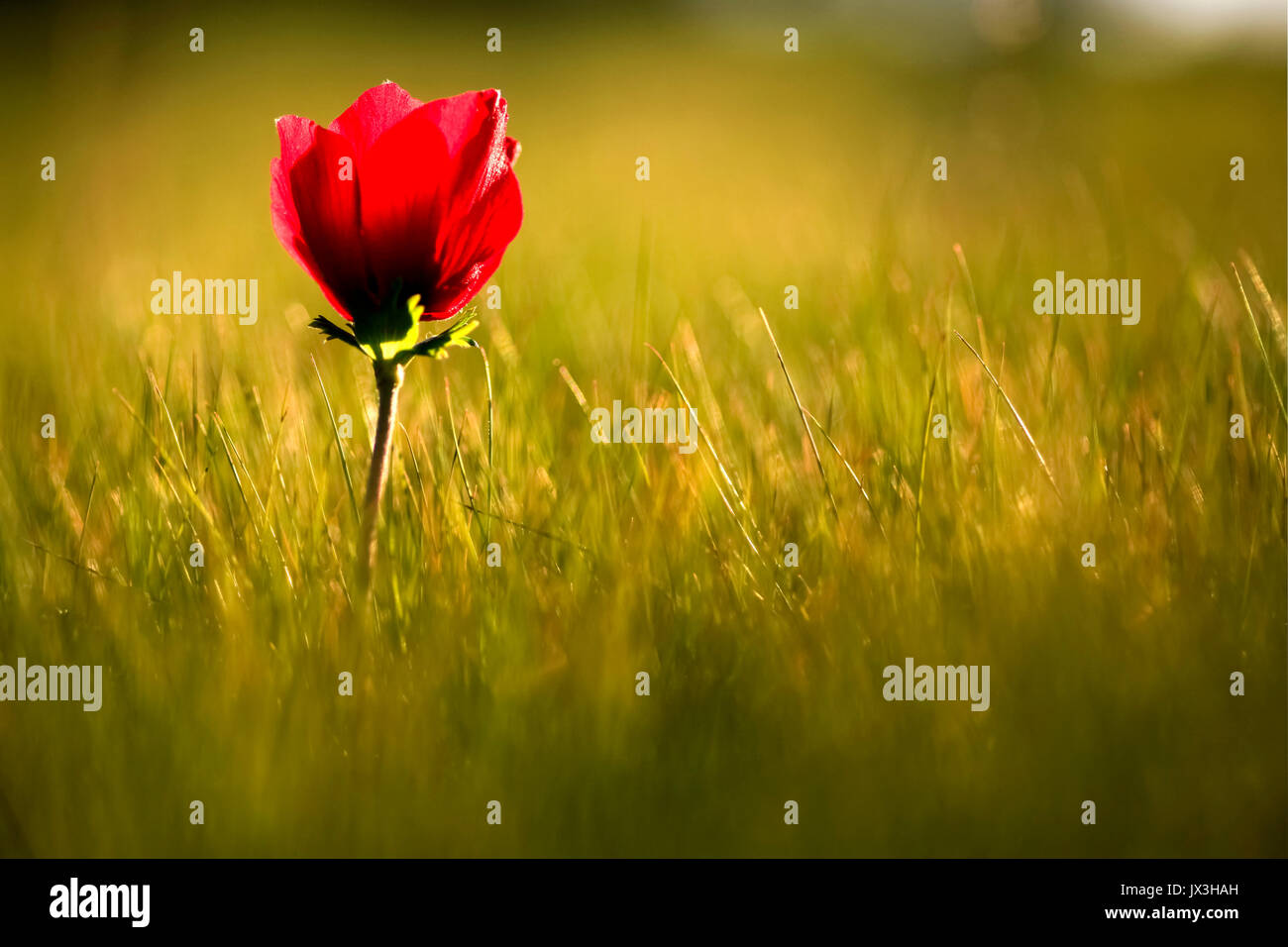 Israele, vicino fino al budget di un rosso anemone coronaria (Anemone papavero). Questo millefiori può comparire in diversi colori. Principalmente rosso, viola, blu e bianco Foto Stock