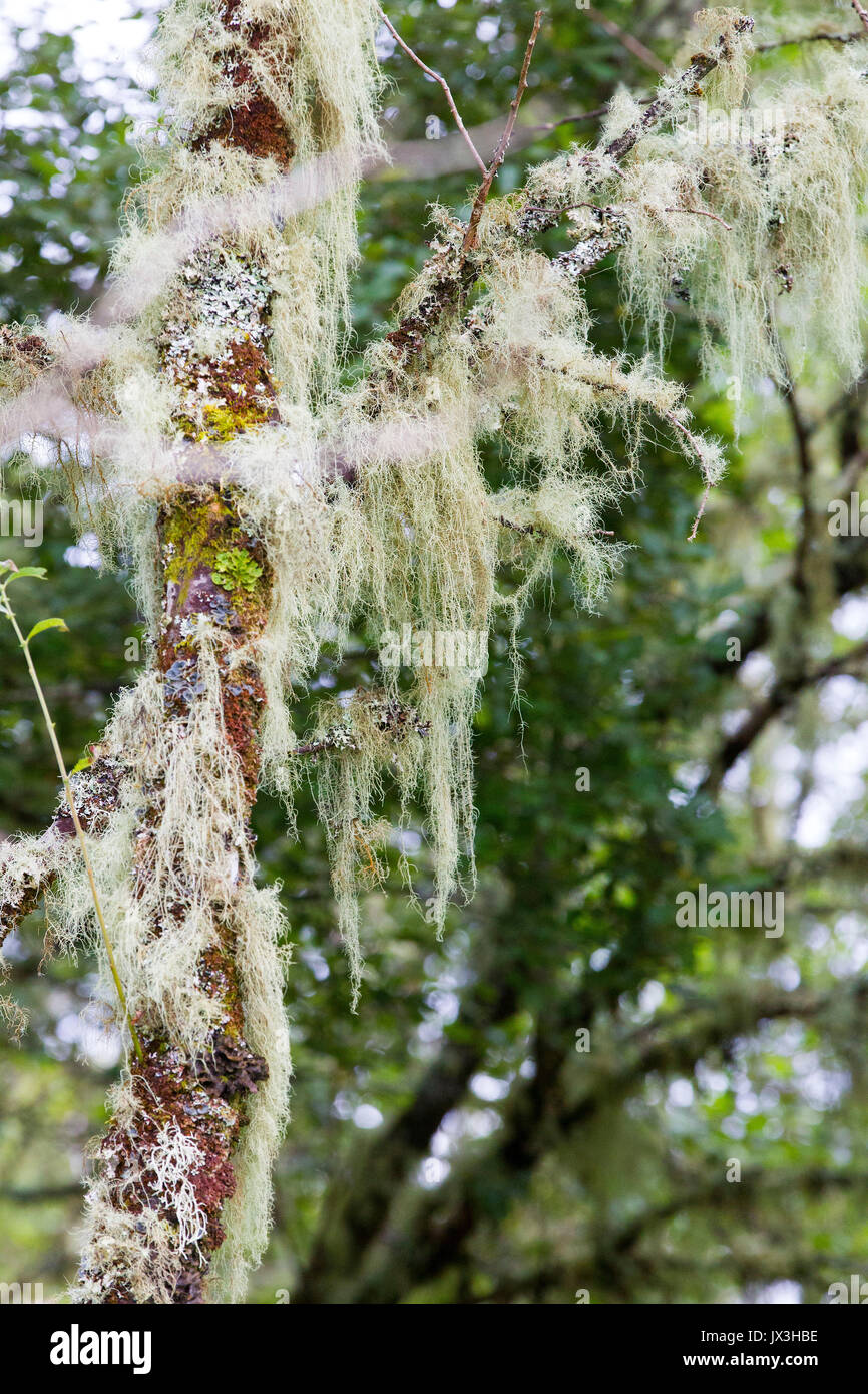 Funghi, felci e licheni crescono nella foresta scozzese Foto Stock