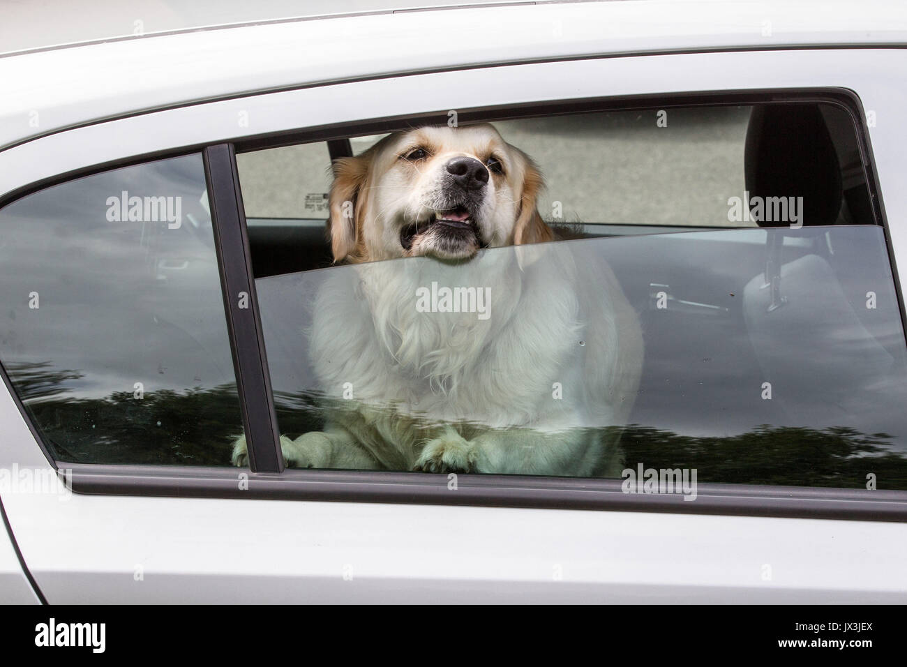 Cane bloccato in macchina cercando di raffreddare Foto Stock