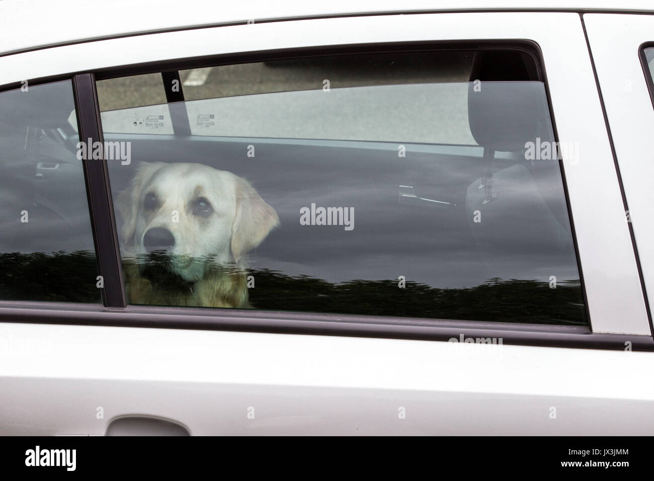 Cane bloccato in macchina cercando di raffreddare Foto Stock