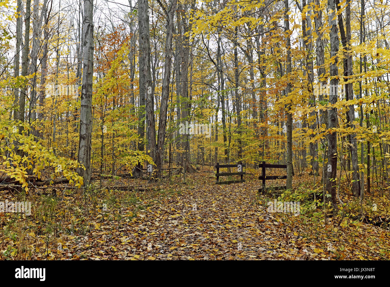 Un sito comune nel tardo autunno in Cleveland Metroparks, open access foreste pubbliche per la ricreazione. Foto Stock