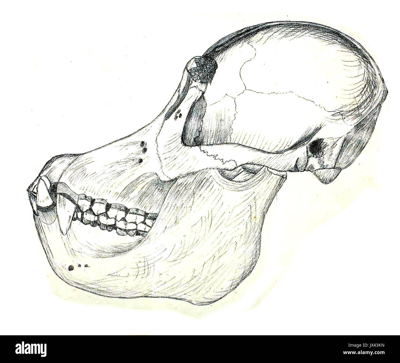 Cranio Orangutan JASB 6 Foto Stock