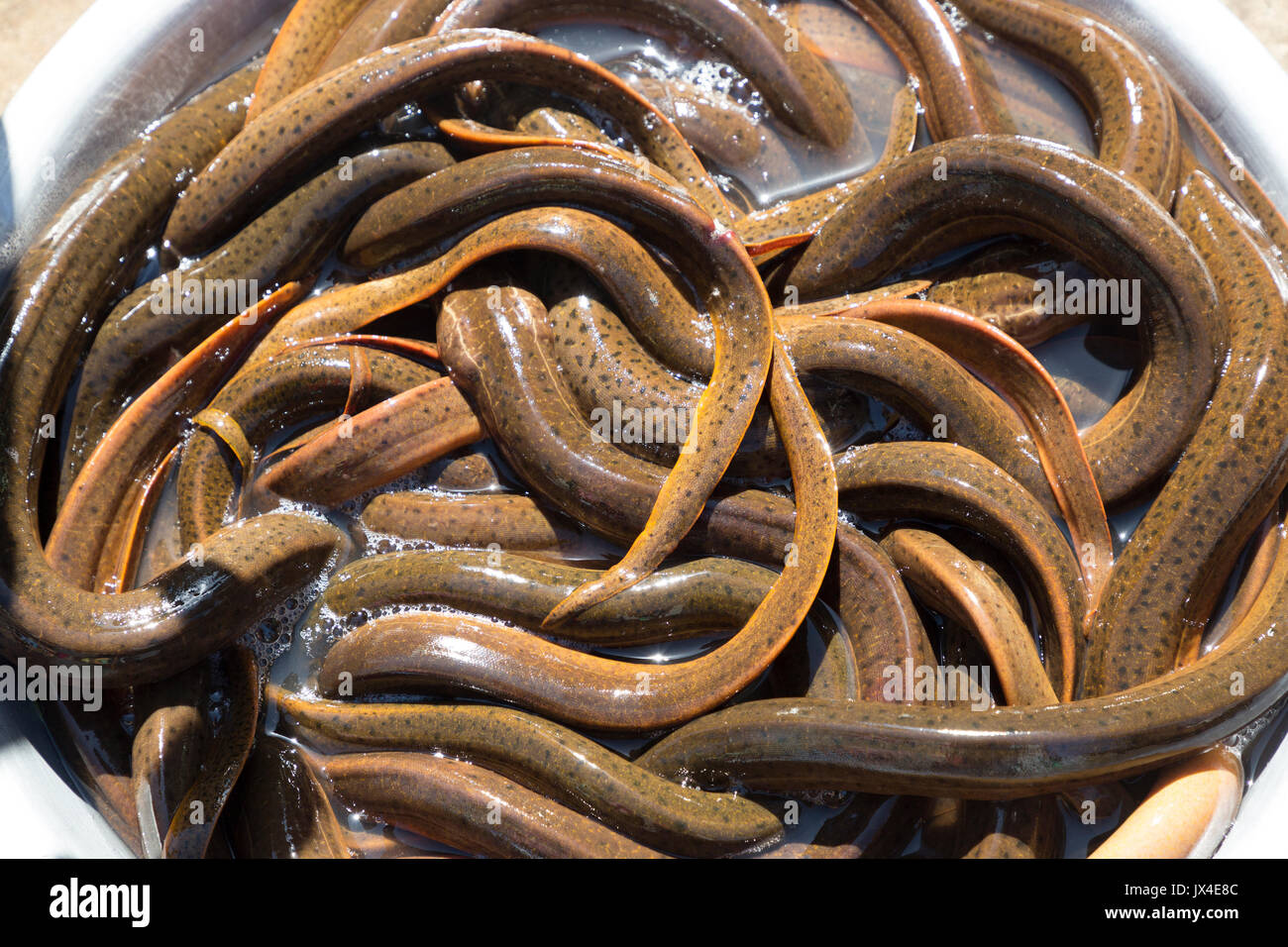 Vivere le anguille in vendita nel mercato all'aperto, Mawsynram, Meghalaya, India Foto Stock
