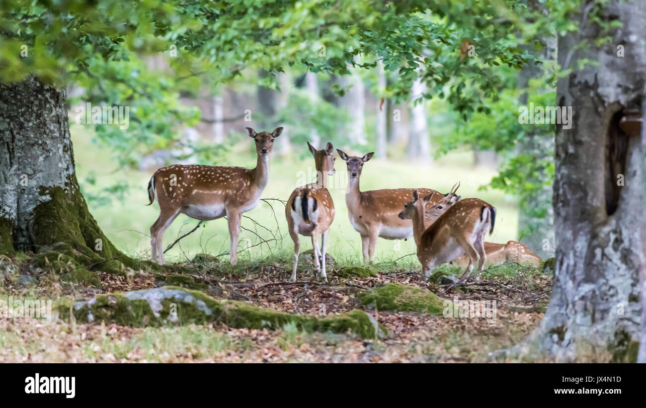 Daini (Dama Dama), quattro non e un giovane buck riposo sotto le foglie di quercia in questo bellissimo scenario di bosco. Foto Stock