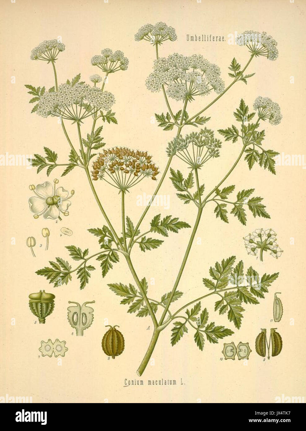 Schierling Foto Stock