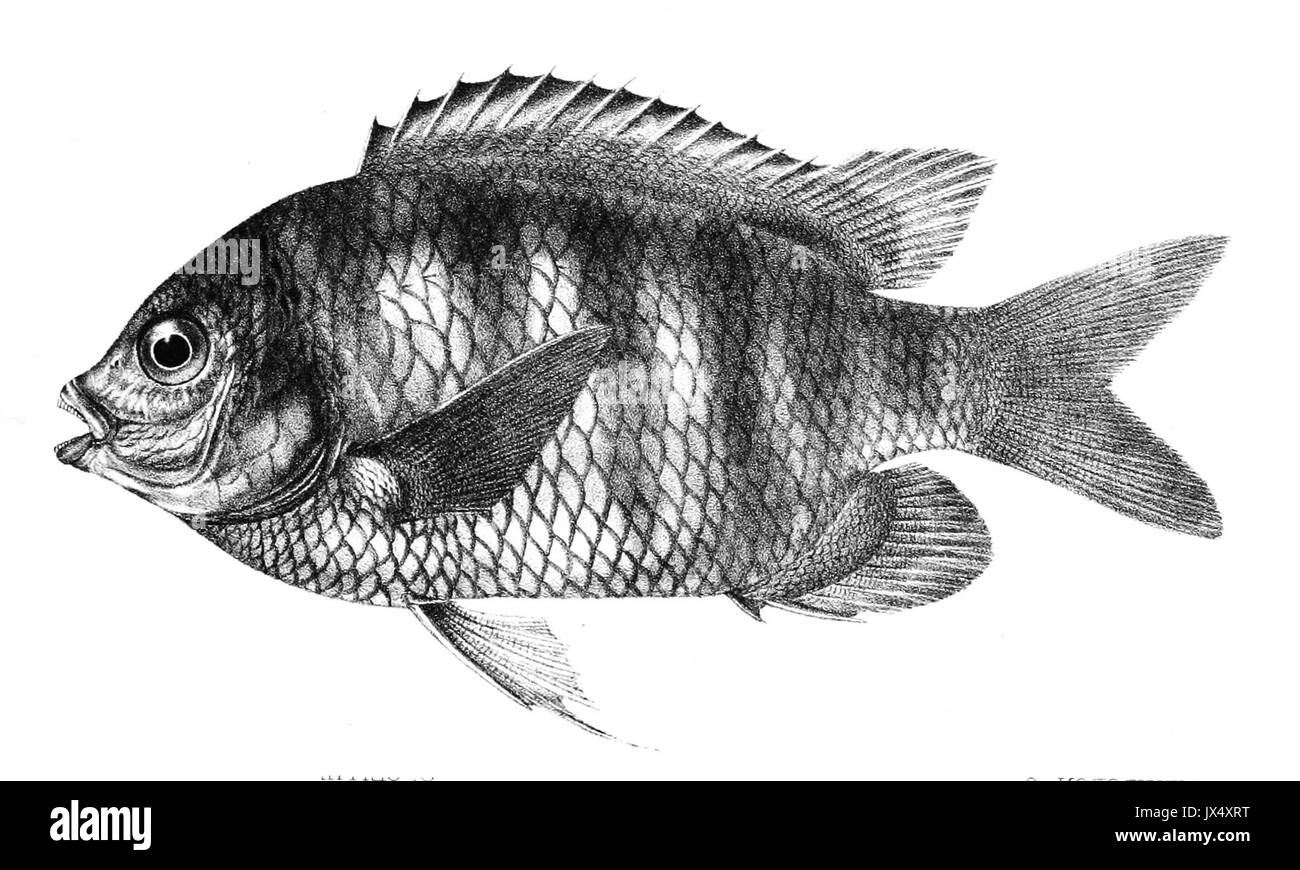 Glyphidodon septemfasciatus Giorno 81 Foto Stock