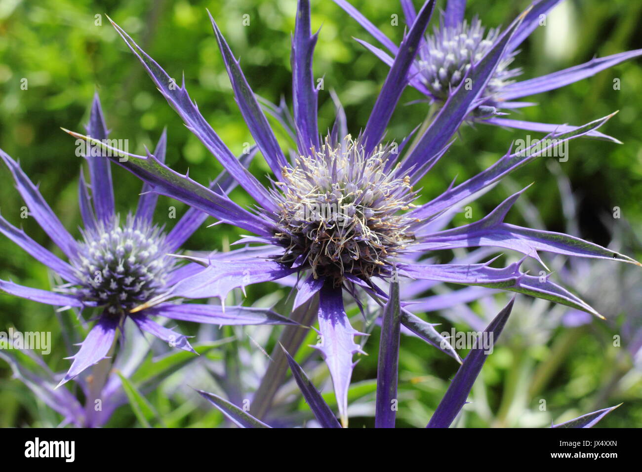 Eryngium bourgatii 'Picos Blue', un vivid blue sea holly, in un giardino inglese confine a metà estate (giugno), Regno Unito Foto Stock