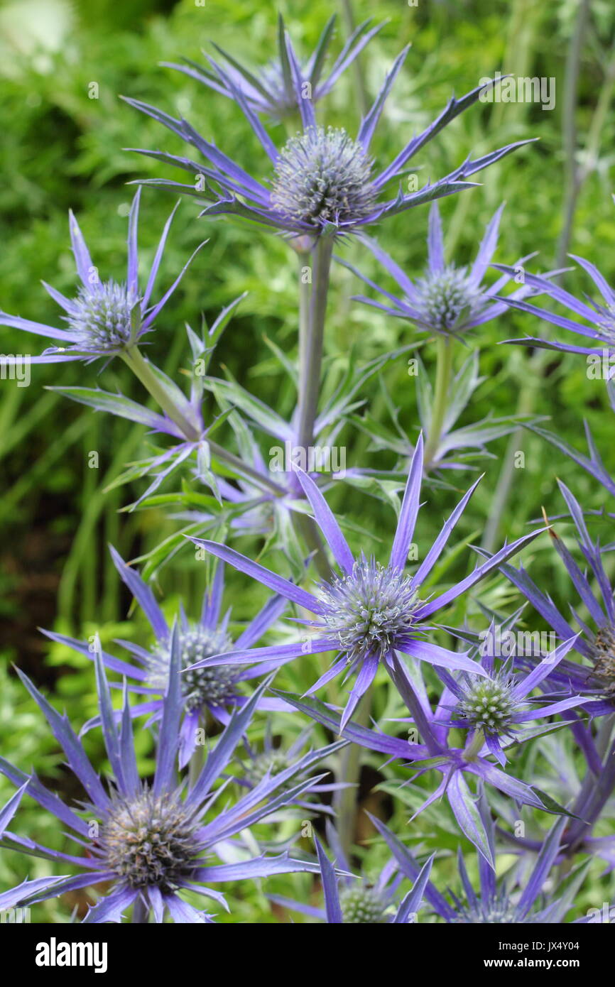 Eryngium bourgatii 'Picos Blue', un vivid blue sea holly, in un giardino inglese confine a metà estate (giugno), Regno Unito Foto Stock