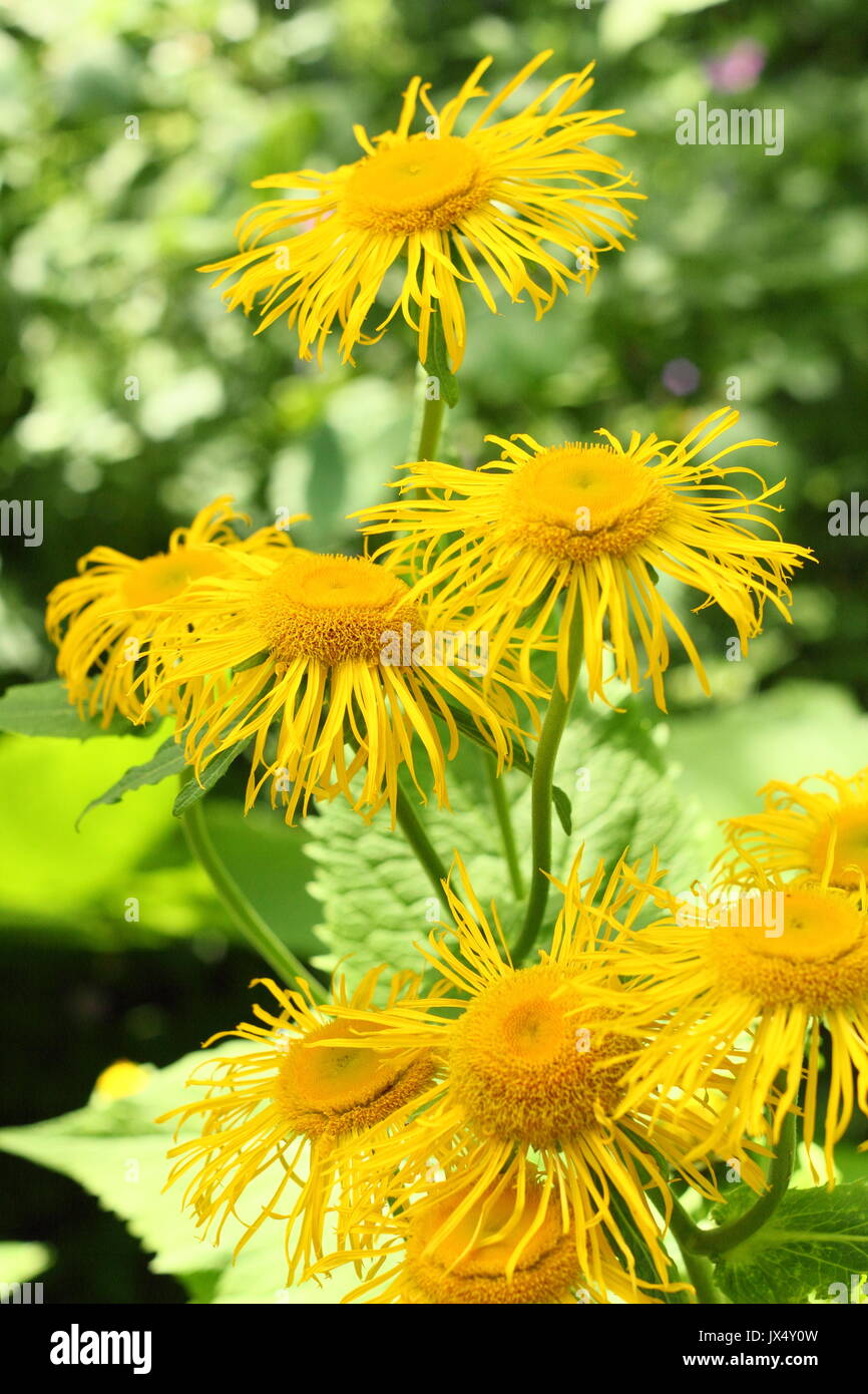 Enula (Inula helenium) in piena fioritura Foto Stock