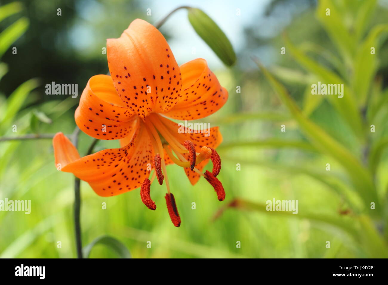 Il Lilium Davidii 'Willmottiae" varietà, conosciuto anche come David giglio, in piena fioritura in un giardino di confine, UKjune, Foto Stock