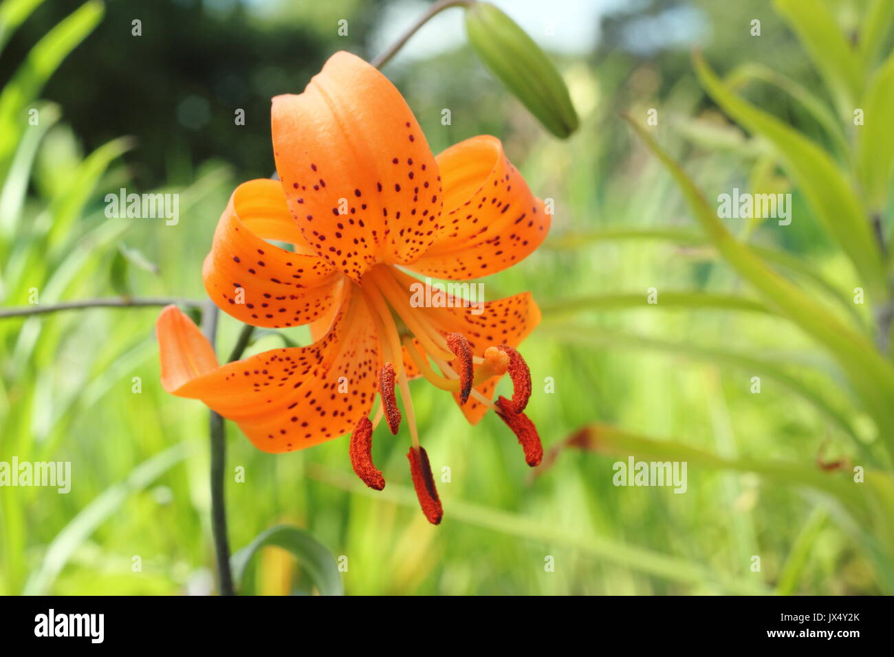 Il Lilium Davidii 'Willmottiae" varietà, conosciuto anche come David giglio, in piena fioritura in un giardino di confine, UKjune, Foto Stock