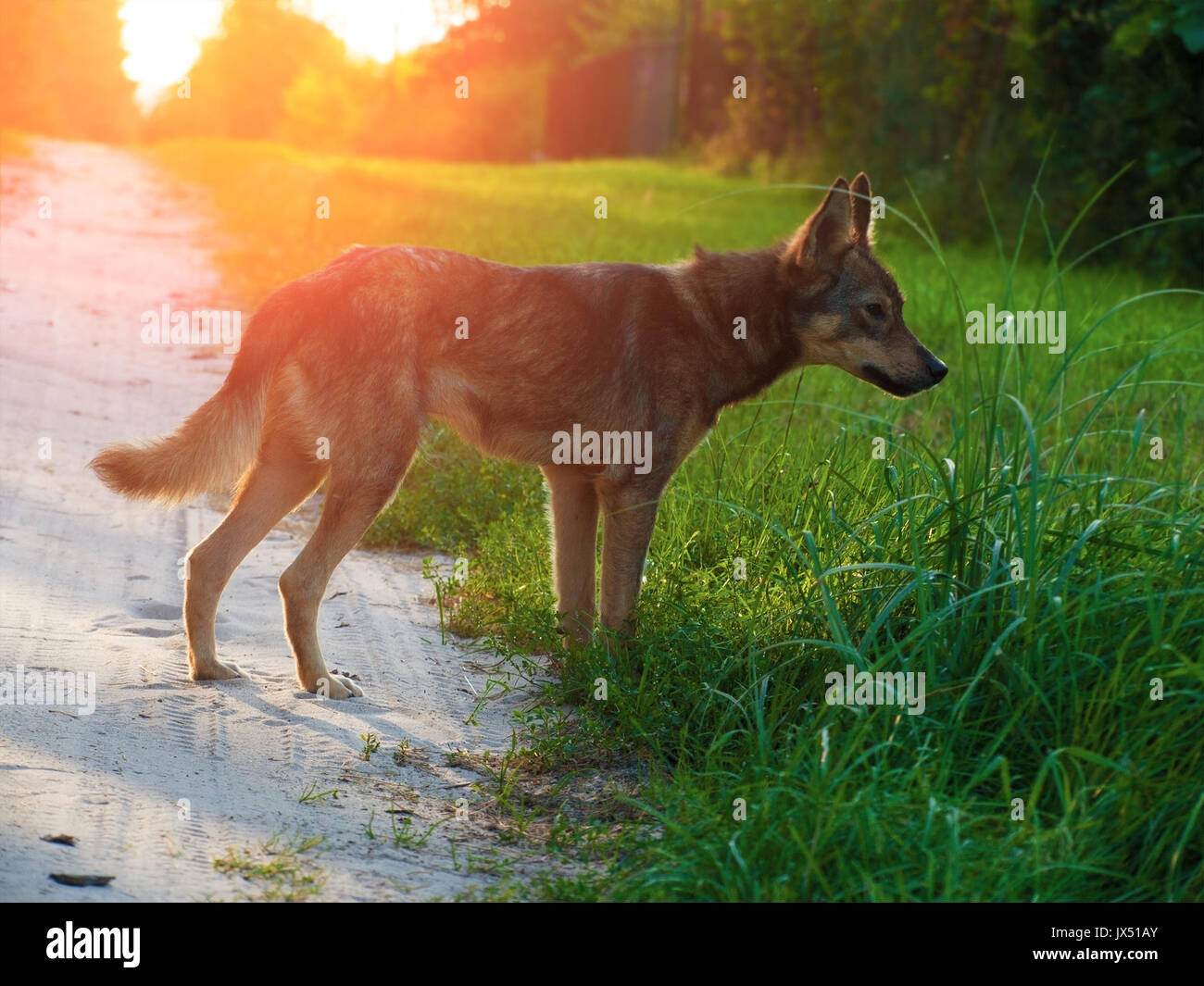 Un giovane cane randagio a piedi lungo una strada sterrata in campagna al tramonto Foto Stock