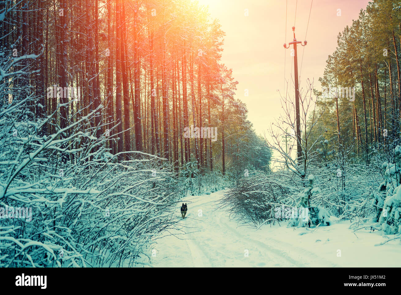 Boschi innevati in inverno al tramonto. Strada sterrata nel bosco. Cane che corre nella foresta Foto Stock