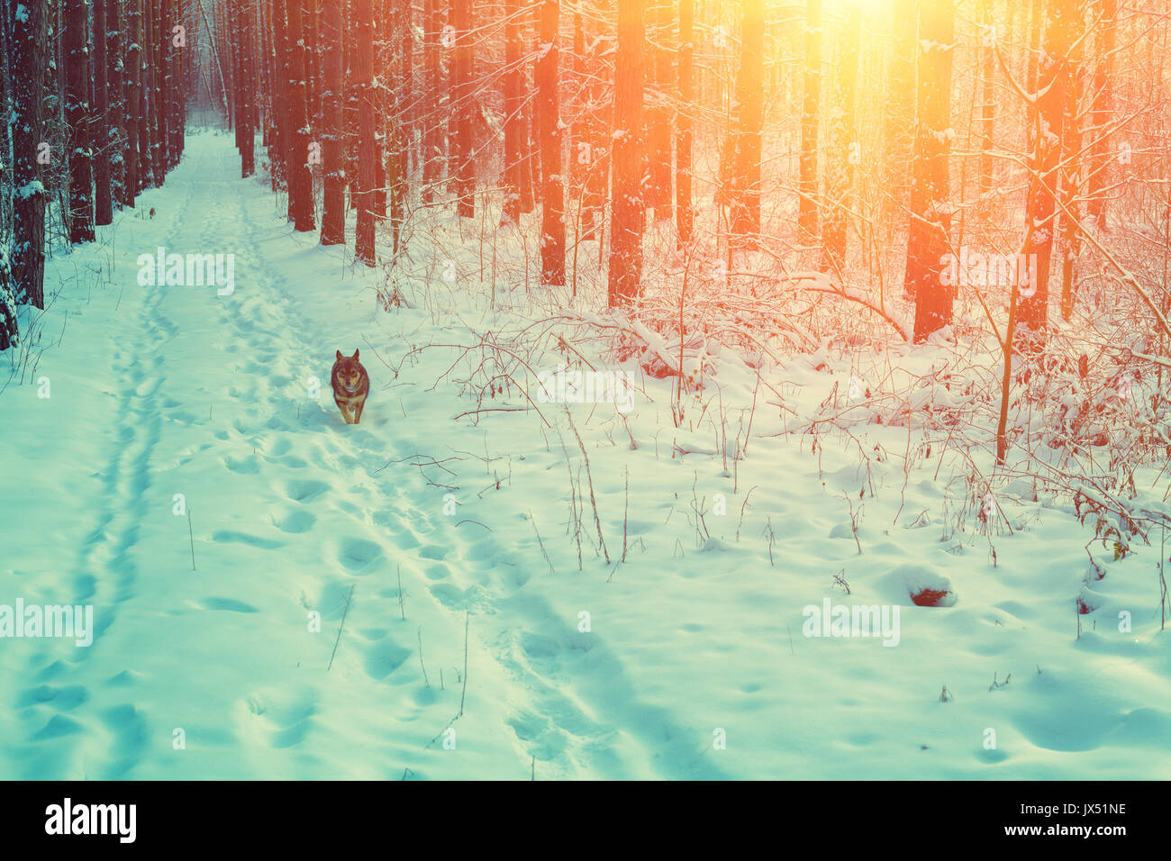 Un cane è in esecuzione lungo la strada in un bosco di pini inverno boschi innevati al tramonto Foto Stock
