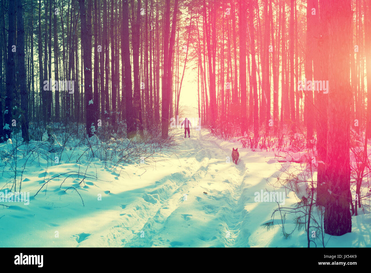 Lo sciatore con un cane a camminare nella neve pineta Foto Stock