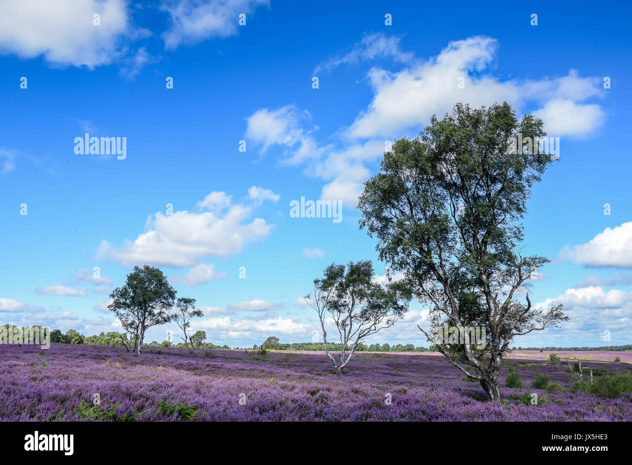 Bella viola heather in piena fioritura attraverso canock chase, Staffordshire, Regno Unito Foto Stock