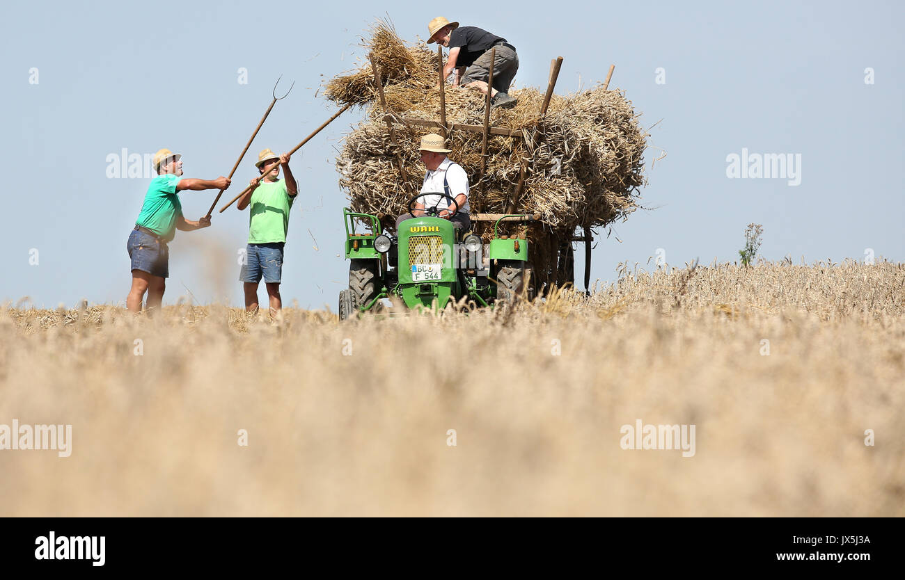 Mohringen, Germania. 15 Ago, 2017. dpatop - gli agricoltori del caricamento di un vecchio carrello con taglio fresco covoni di grano vicino Mohringen, Germania, 15 agosto 2017. Il grano è stato tagliato e legato con un reaper-legante da l'anno 1936. Foto: Thomas Warnack/dpa/Alamy Live News Foto Stock