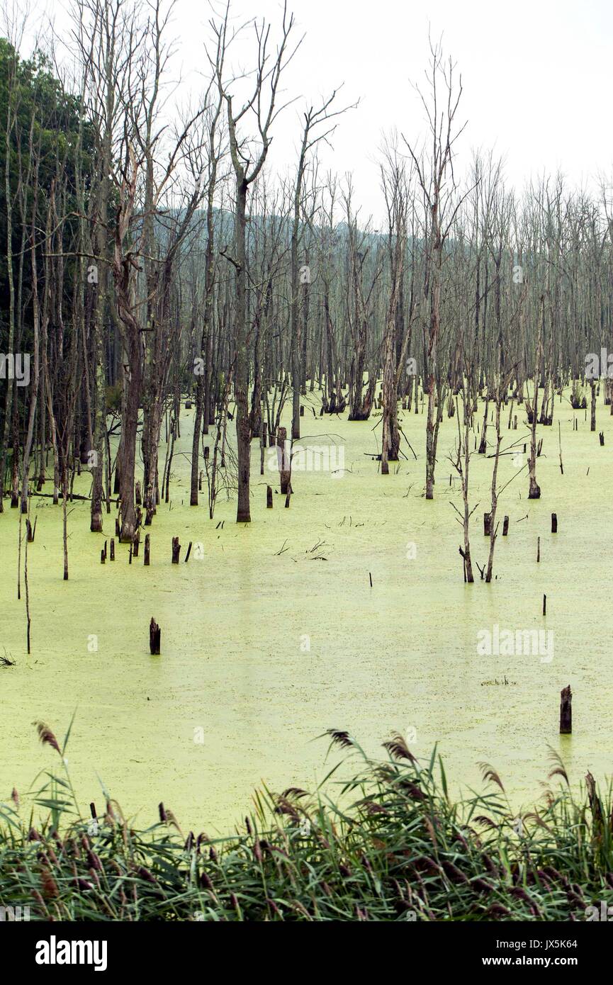 Newburgh, New York, Stati Uniti d'America. Il 15 agosto, 2017. Gli scienziati avvertono che il cambiamento climatico globale sta portando un aumento nocivo delle alghe blu di stagni di acqua dolce, laghi e ruscelli. Credito: ZUMA Press, Inc./Alamy Live News Foto Stock