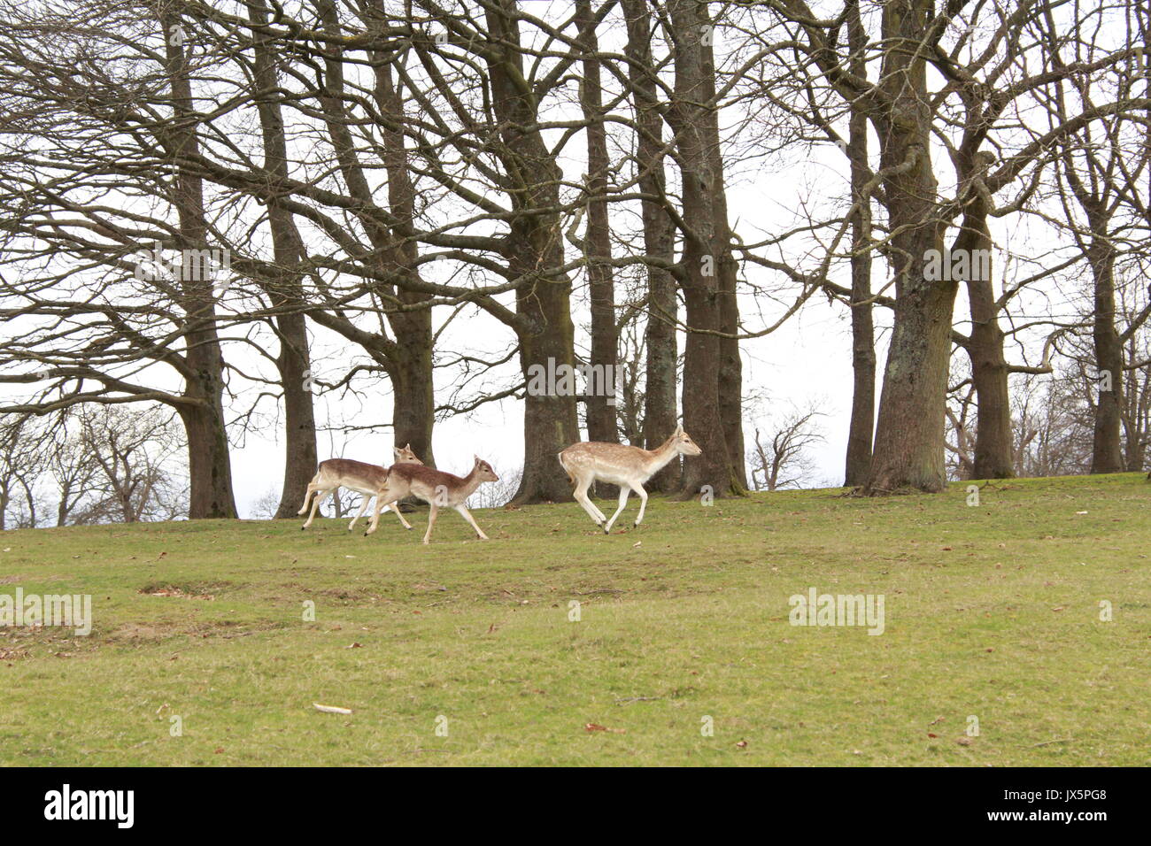 Una mandria di cervi in esecuzione attraverso un prato in knole park Foto Stock