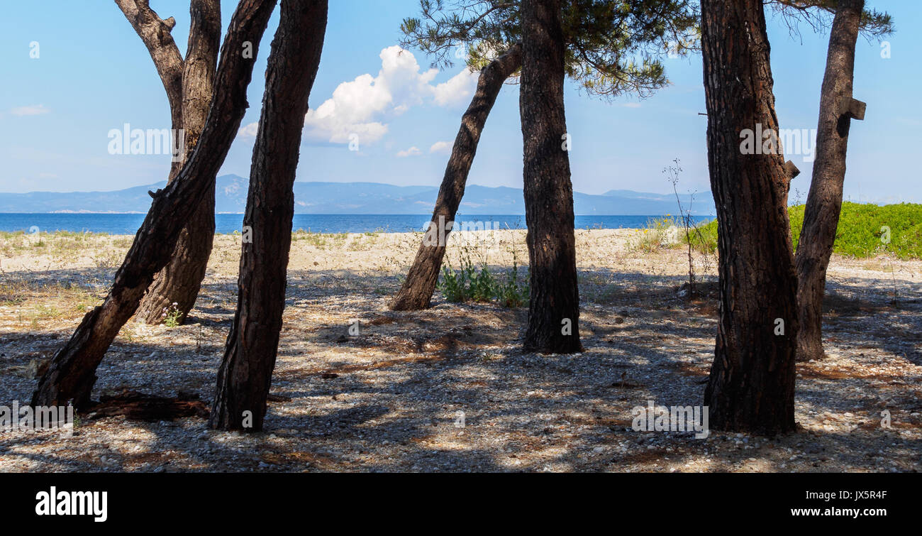 Alberi di pino sulla spiaggia Foto Stock