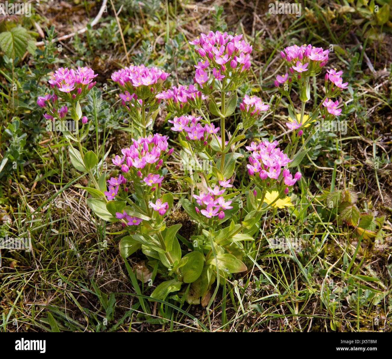 Common centaury Centaurium erthraea sulle dune di sabbia a Threecliff baia sulla costa della Penisola di Gower nel South Wales UK Foto Stock