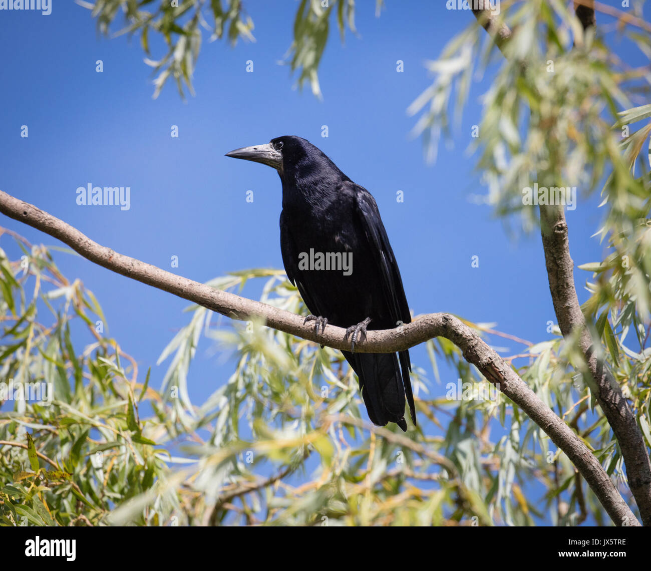 Rook Corvus frugilegus con nero lucido piumaggio guardando giù dai rami di un albero di salice nel GLOUCESTERSHIRE REGNO UNITO Foto Stock