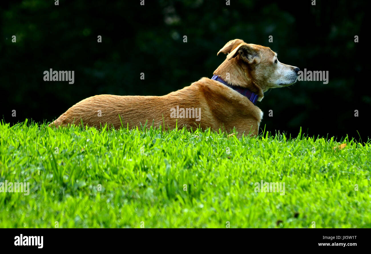 Profilo laterale vista del cane Carolina posa su erba nel parco. Foto Stock