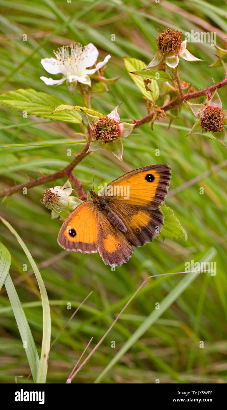 Gatekeeper o Hedge Brown butterfly pyronia tythonus su rovo a Ashton Court Somerset Foto Stock