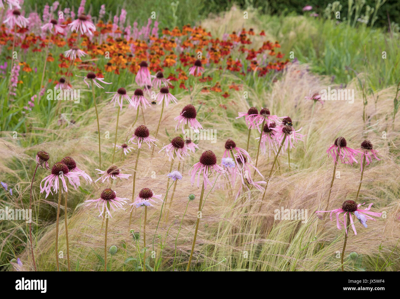 Associazione sorprendente di Stipa tenuissima Ponytails erba, Echinacea purpurea e Helenium in perenne giardino di Hauser e Wirth in Somerset Foto Stock