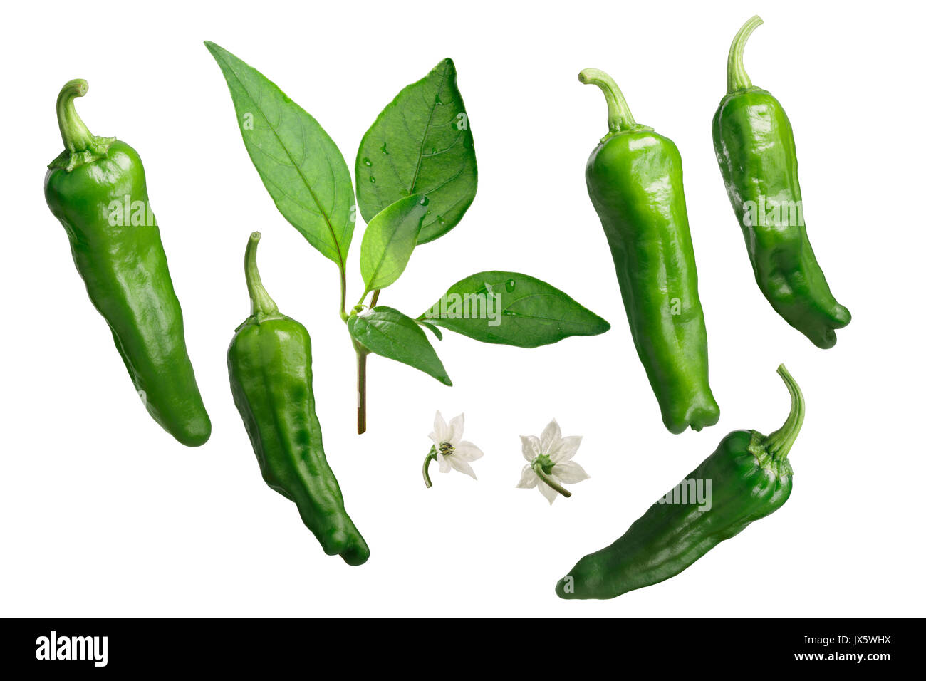 Shishito i peperoncini, foglie, fiori, vista esplosa (gli elementi di design). Percorso di clipping per ciascun elemento Foto Stock