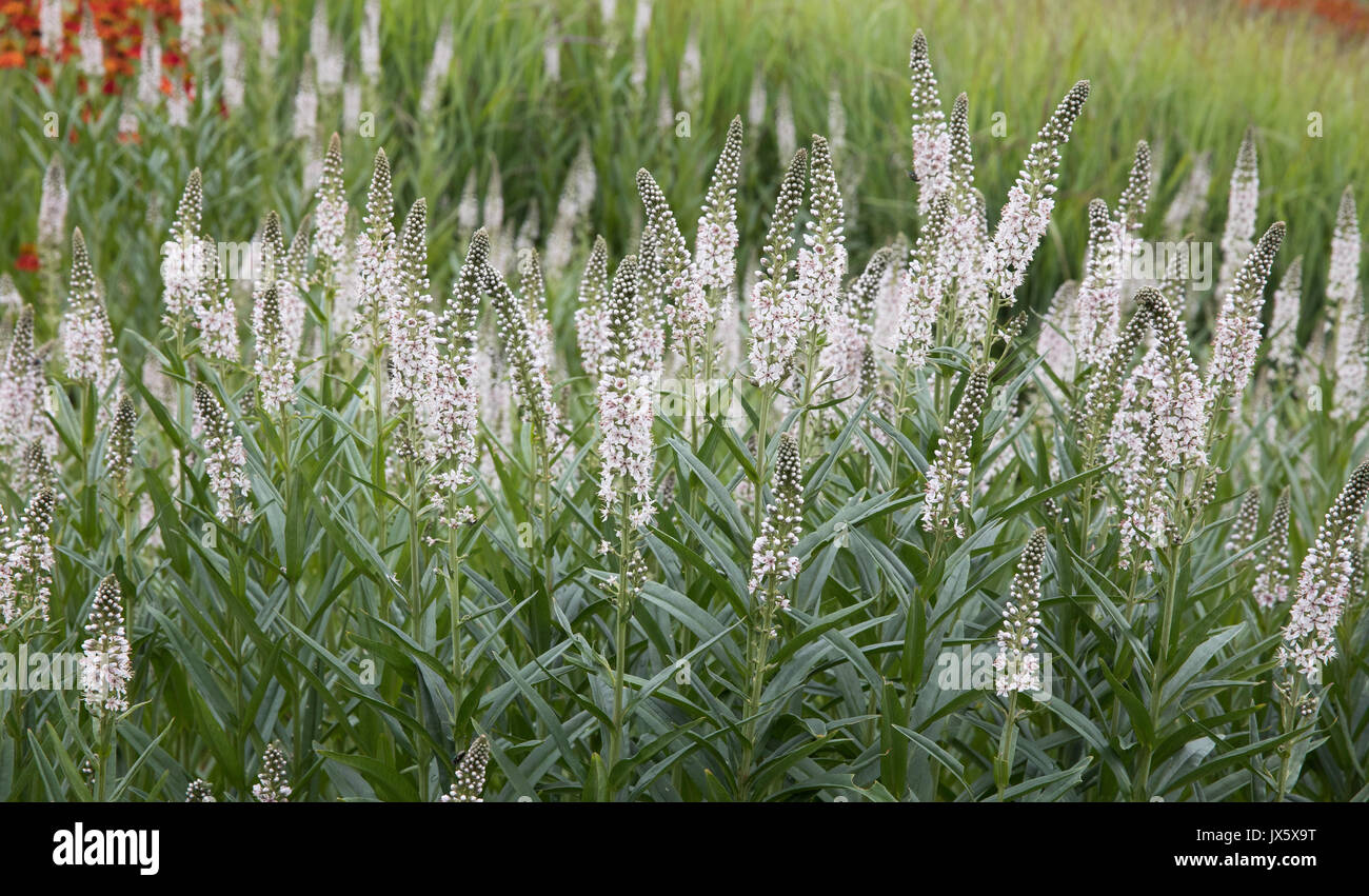 Veronica spicata ' ghiacciolo ' crescente in piante erbacee frontiere di un giardino inglese Somerset REGNO UNITO Foto Stock