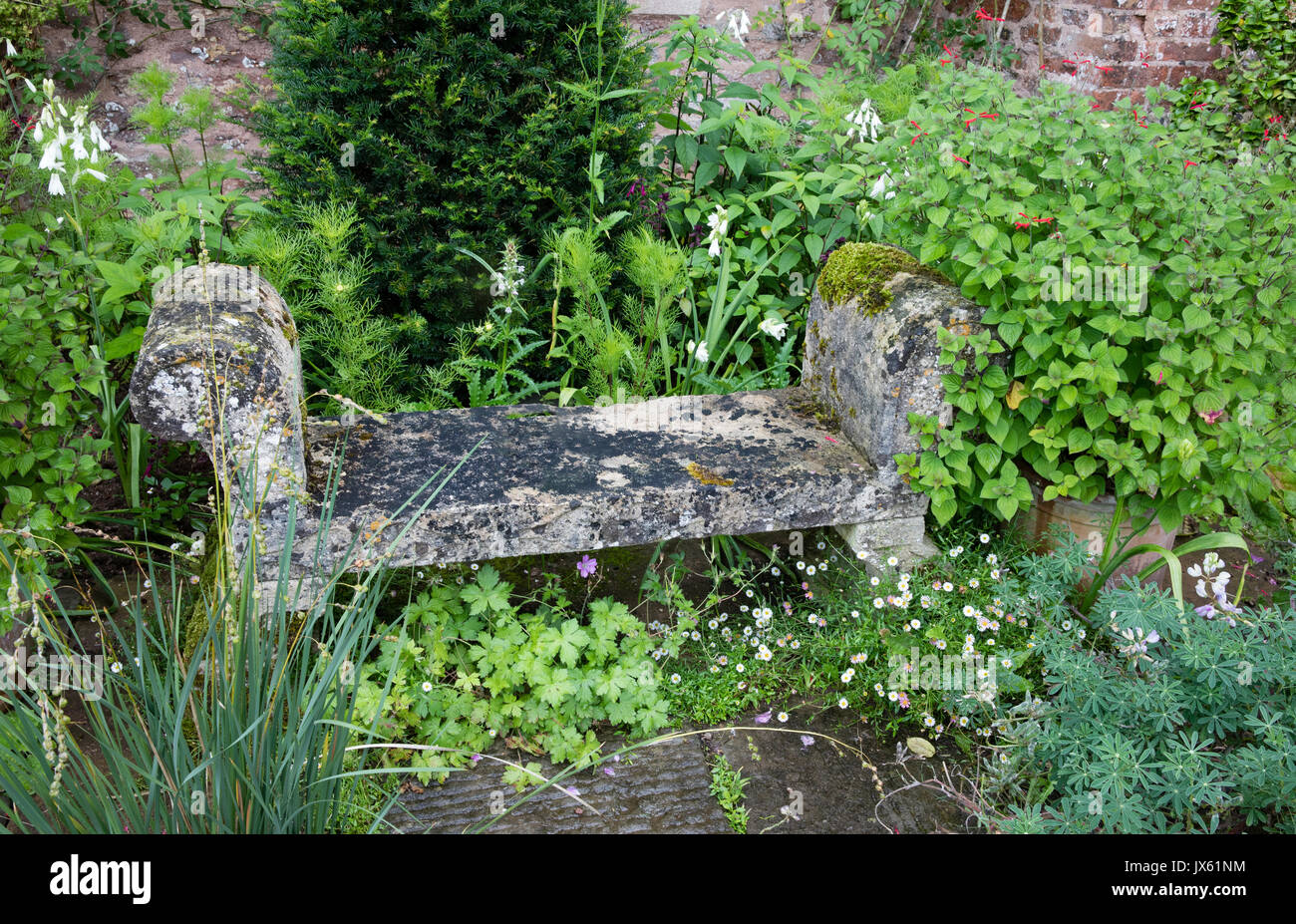 Banco di pietra tra un semi selvatica piantagione di piante perenni presso medieval Cothay Manor vicino a Wellington nel Somerset REGNO UNITO Foto Stock