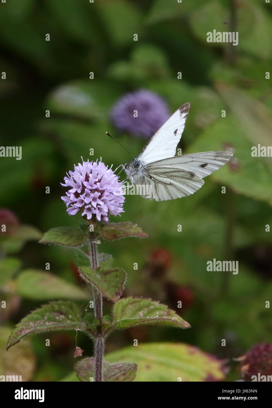 Butterfly grande anteriore bianco Foto Stock