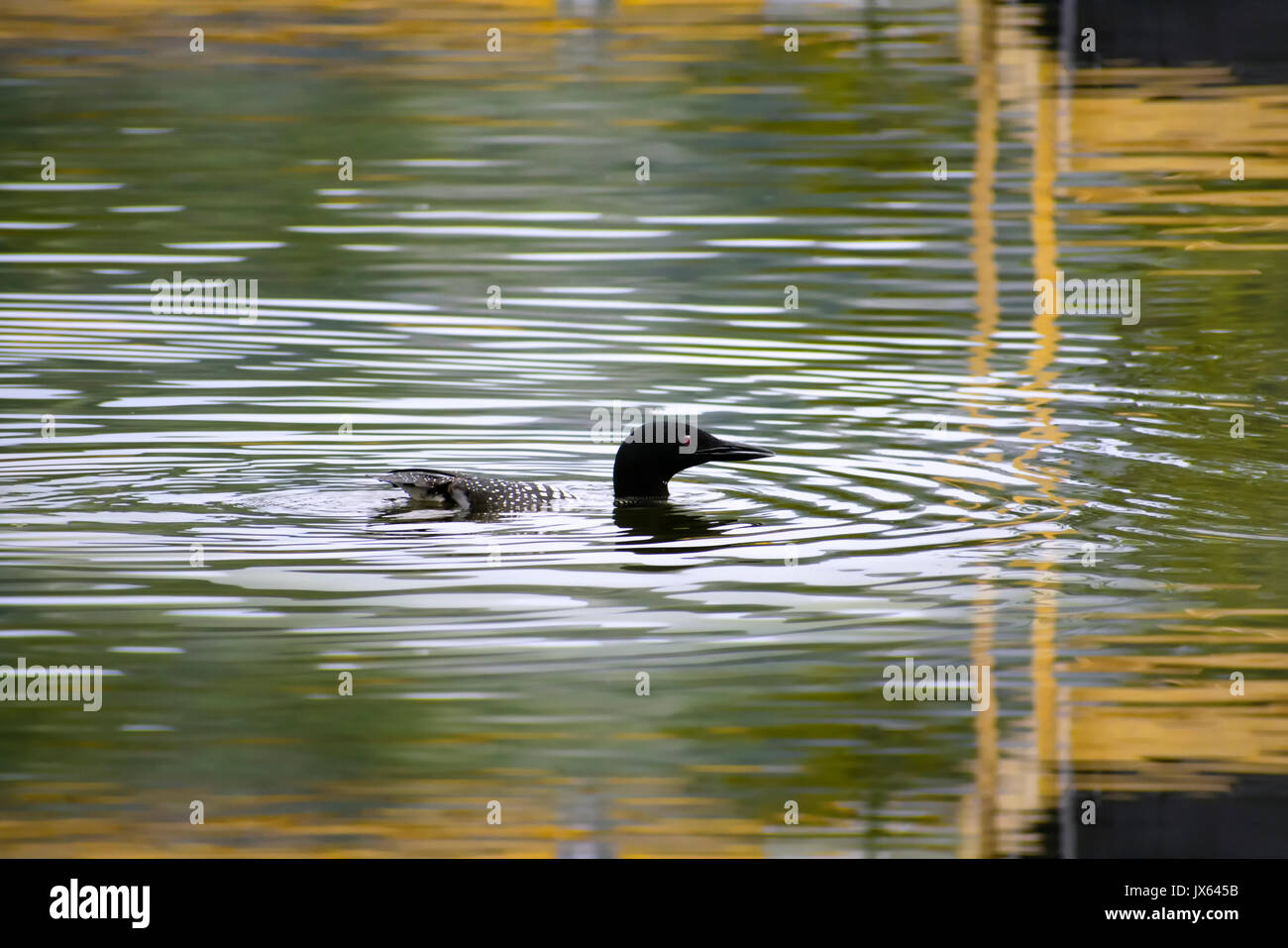 Loon comune nuotare nel lago. Foto Stock