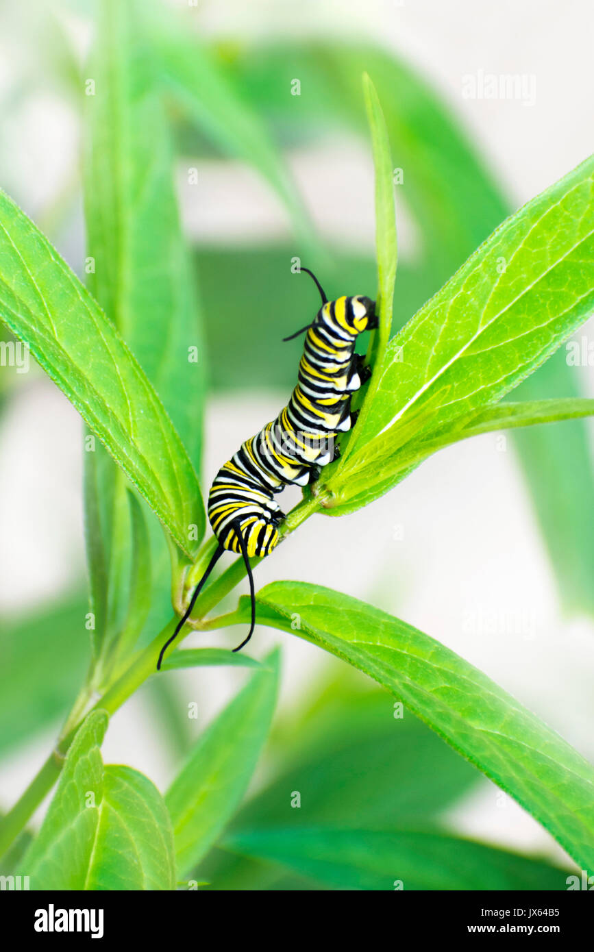 La Monarch Caterpillar Foto Stock