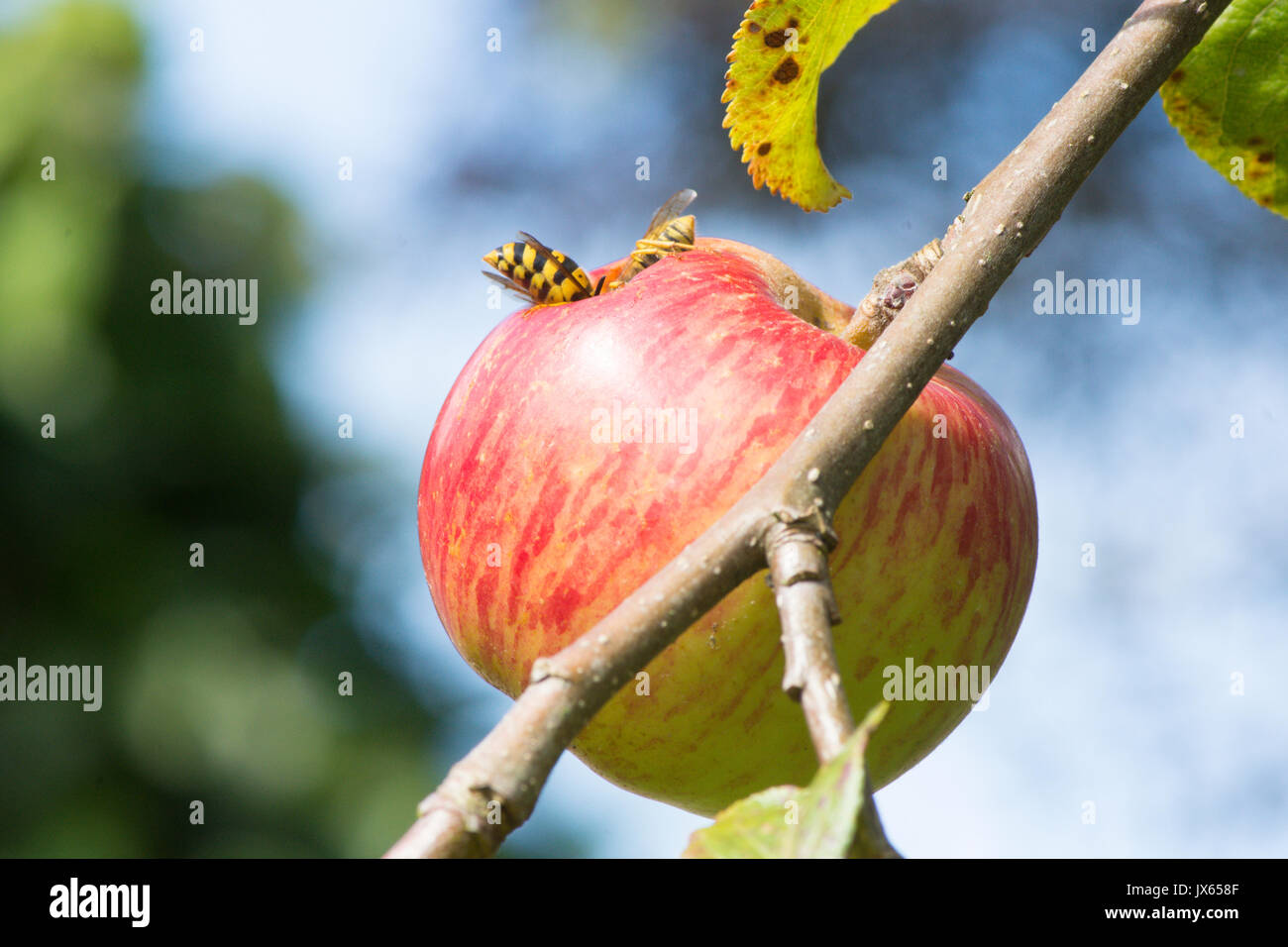 Due comuni vespe, Vespula vulgaris, uno battenti, mangiare il foro nel mangiare apple, Sussex, Regno Unito. Agosto Foto Stock