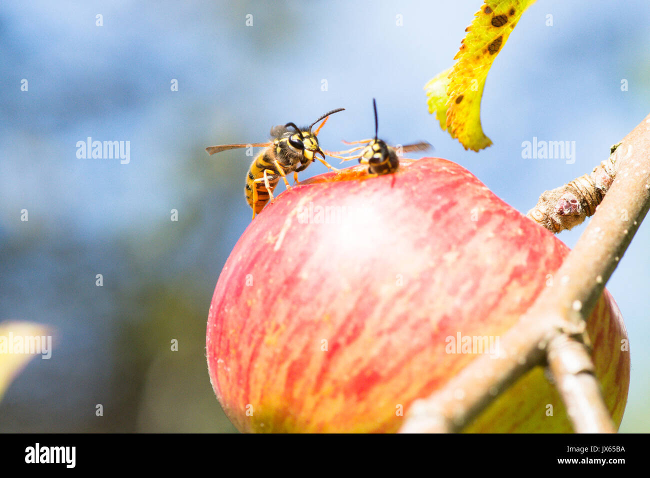 Due comuni vespe, Vespula vulgaris, mangiare il foro nel mangiare apple, Sussex, Regno Unito. Agosto Foto Stock