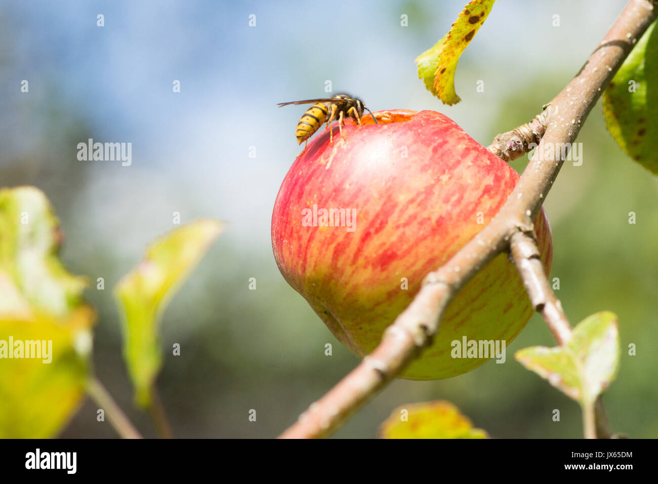 Wasp comune, Vespula vulgaris, mangiare il foro nel mangiare apple, Sussex, Regno Unito. Agosto Foto Stock