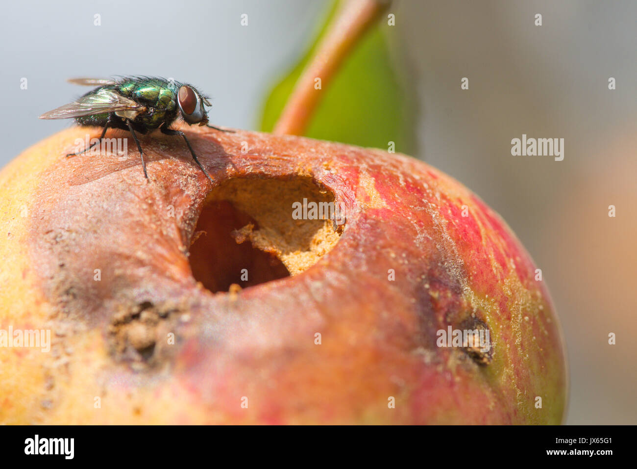 Volare accanto al foro nel marciume mangiare apple ancora sulla struttura ad albero. Sussex, Regno Unito. Agosto Foto Stock